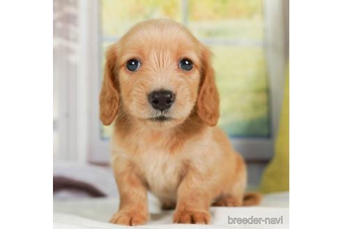 成約済の神奈川県のミニチュアダックスフンド(ロングヘアード)-237855の1枚目