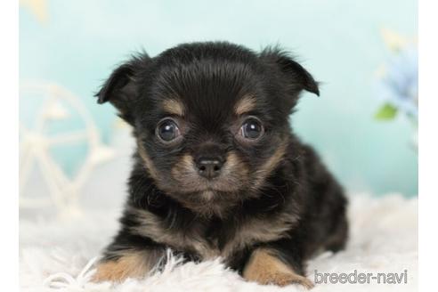 成約済の千葉県のチワワ(ロングコート)-237856