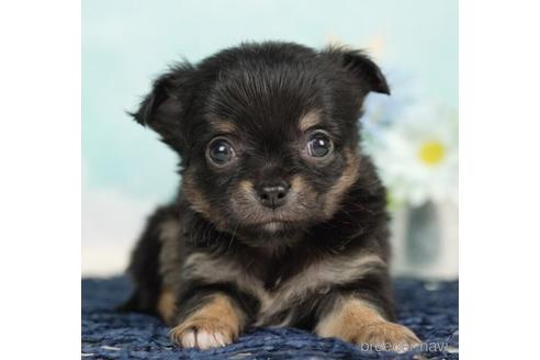 成約済の千葉県のチワワ(ロングコート)-237856の4枚目