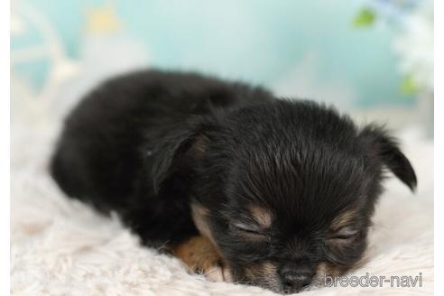 成約済の千葉県のチワワ(ロングコート)-237856の3枚目