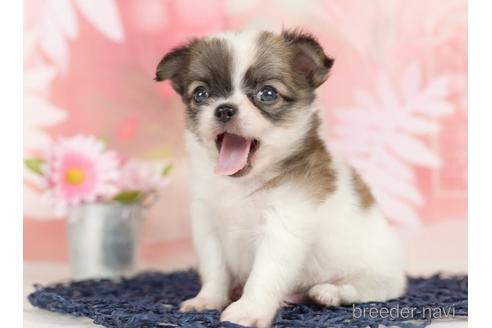 成約済の千葉県のチワワ(ロングコート)-237861の3枚目