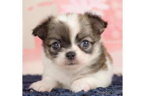 成約済の千葉県のチワワ(ロングコート)-237861