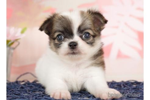 成約済の千葉県のチワワ(ロングコート)-237861の4枚目