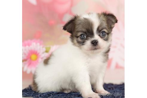 成約済の千葉県のチワワ(ロングコート)-237861の5枚目