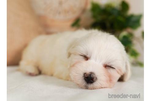 成約済の神奈川県のマルチーズ-237864の1枚目