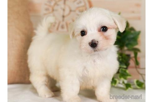 成約済の神奈川県のマルチーズ-237864の3枚目