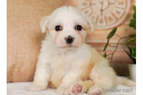 成約済の神奈川県のマルチーズ-237864の5枚目