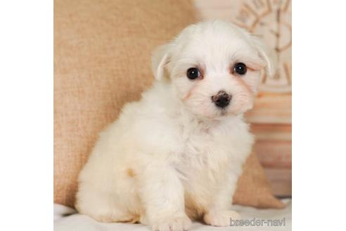 成約済の神奈川県のマルチーズ-237864の4枚目