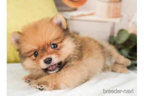 成約済の神奈川県のポメラニアン-237865の4枚目