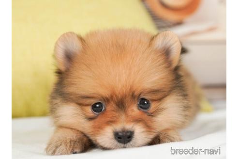 成約済の神奈川県のポメラニアン-237865