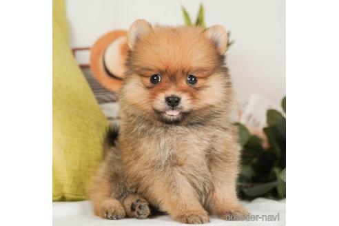 成約済の神奈川県のポメラニアン-237865の5枚目