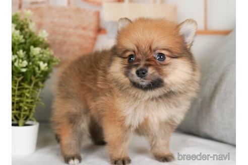 成約済の神奈川県のポメラニアン-237868の2枚目