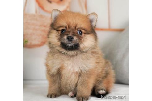 成約済の神奈川県のポメラニアン-237868の4枚目