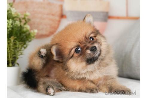 成約済の神奈川県のポメラニアン-237868の3枚目