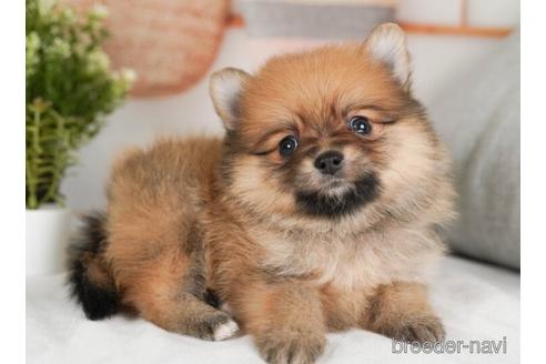 成約済の神奈川県のポメラニアン-237868