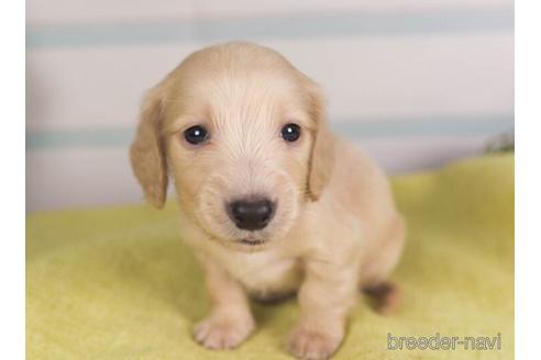成約済の神奈川県のミニチュアダックスフンド(ロングヘアード)-237871