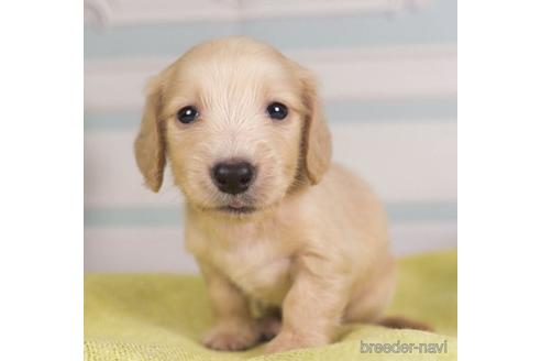 成約済の神奈川県のミニチュアダックスフンド(ロングヘアード)-237871の3枚目