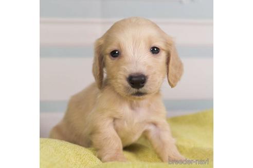 成約済の神奈川県のミニチュアダックスフンド(ロングヘアード)-237871の4枚目