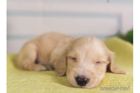 成約済の神奈川県のミニチュアダックスフンド(ロングヘアード)-237871の5枚目