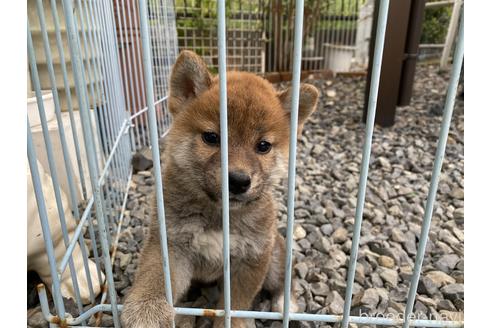 販売中の岡山県の柴犬-234720の12枚目