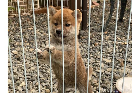 販売中の岡山県の柴犬-234720の11枚目