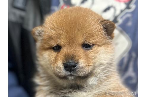 成約済の愛知県の柴犬-237909の1枚目