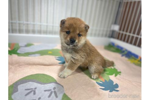 成約済の愛知県の柴犬-237909の3枚目