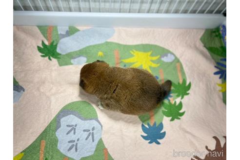 成約済の愛知県の柴犬-237912の2枚目