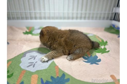 成約済の愛知県の柴犬-237912の3枚目