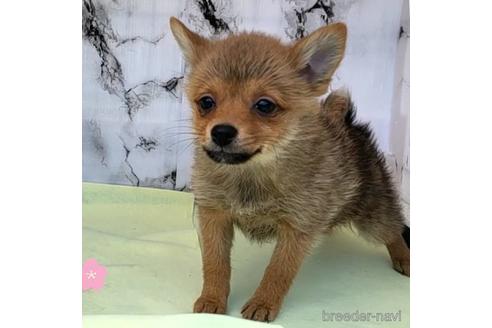 成約済の茨城県のミックス犬-233557の10枚目