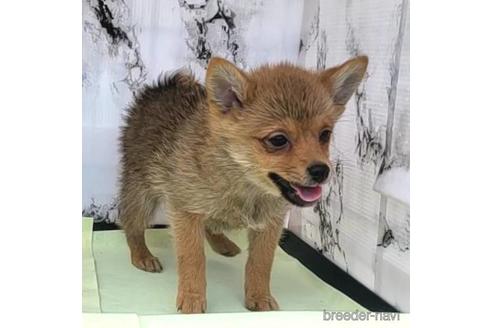 成約済の茨城県のミックス犬-233557の9枚目
