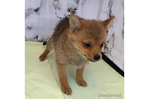 成約済の茨城県のミックス犬-233557の7枚目