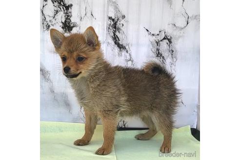 成約済の茨城県のミックス犬-233557の6枚目