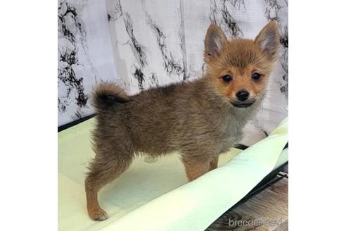 成約済の茨城県のミックス犬-233556の5枚目