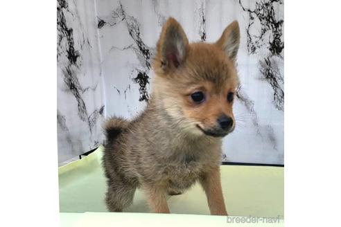 成約済の茨城県のミックス犬-233556の4枚目