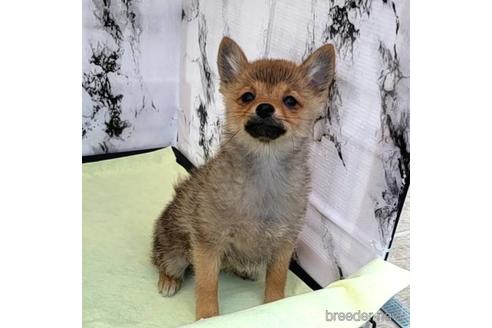 成約済の茨城県のミックス犬-233556の2枚目