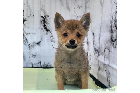 成約済の茨城県のミックス犬-233556の1枚目