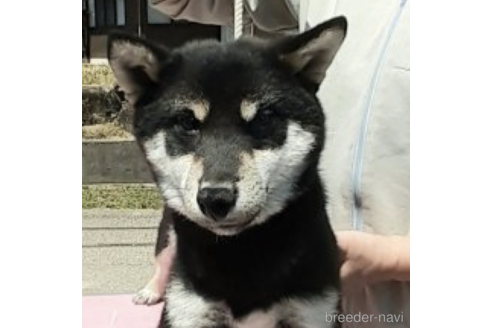 成約済の富山県の柴犬-237939の3枚目