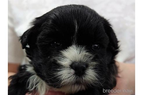 成約済の山口県のミックス犬-237989