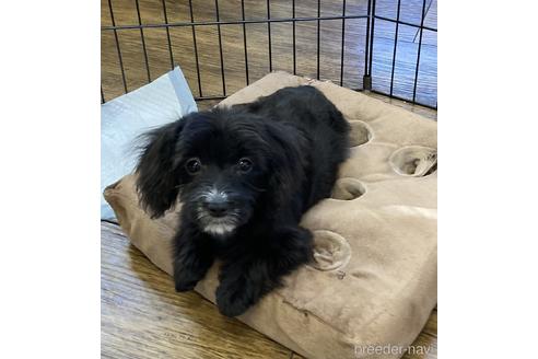 成約済の京都府のミックス犬-229248の3枚目