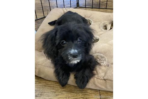 成約済の京都府のミックス犬-229248の2枚目