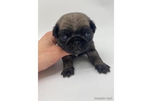 成約済の愛知県のパグ-238072の6枚目