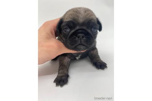 成約済の愛知県のパグ-238072の1枚目