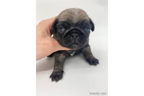 成約済の愛知県のパグ-238072の3枚目