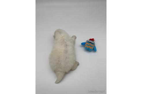 成約済の愛知県の日本スピッツ-238077の5枚目