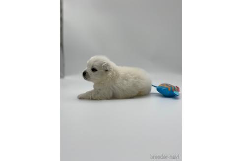 成約済の愛知県の日本スピッツ-238077の6枚目