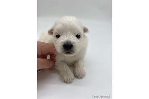 成約済の愛知県の日本スピッツ-238077の10枚目