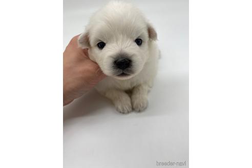 成約済の愛知県の日本スピッツ-238077の1枚目