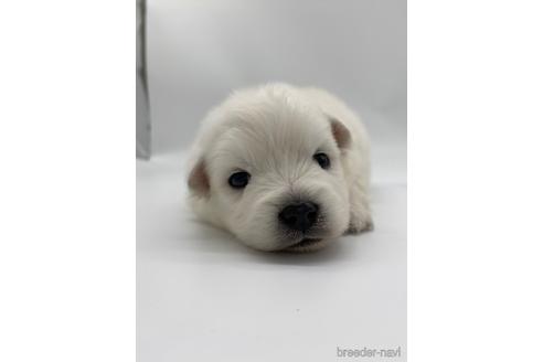 成約済の愛知県の日本スピッツ-238077の11枚目