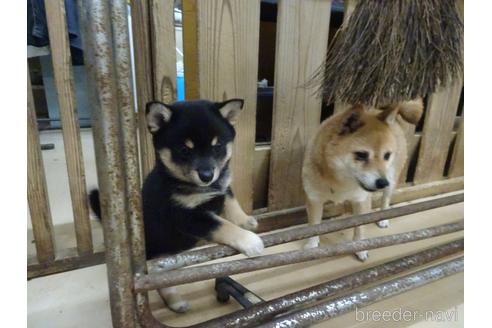 成約済の佐賀県のミックス犬-237778の2枚目